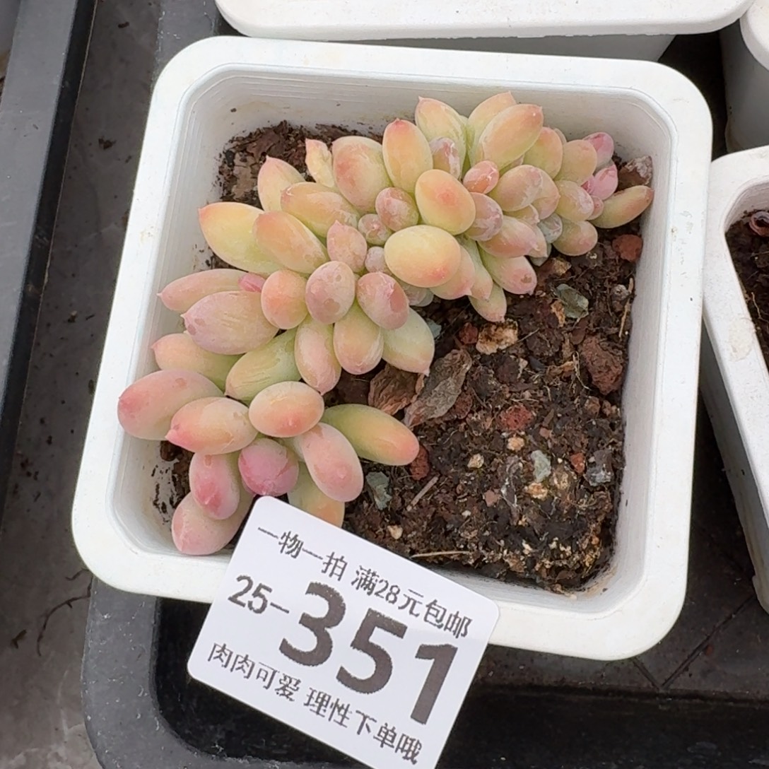 三日月缀无盆土发货