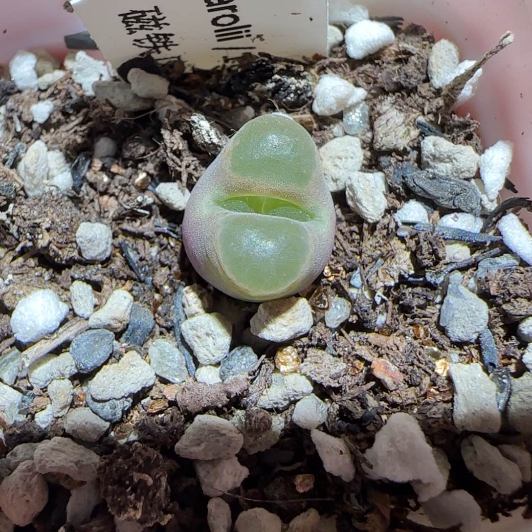 肉锥多肉植物百科-磁铁892