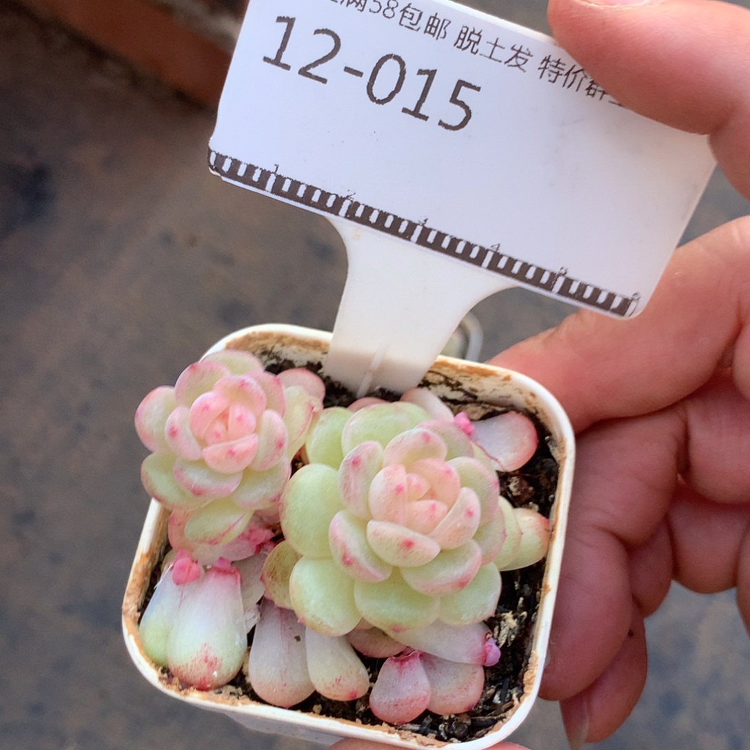 珍妮优选小飘枝58包邮