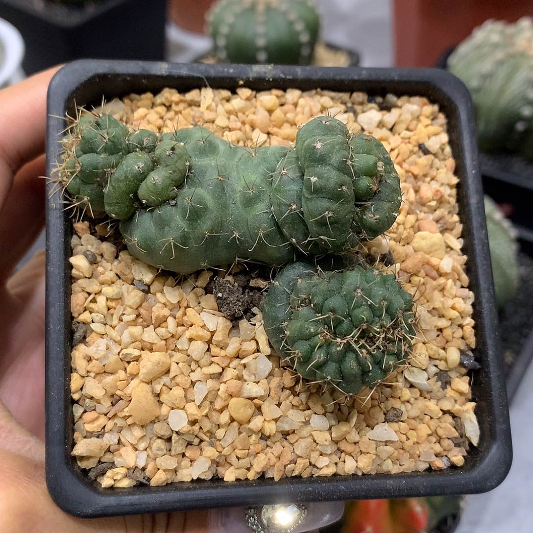 实生根菲花玉缀化