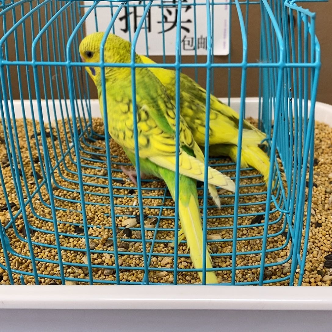 虎皮鹦鹉大头虎皮