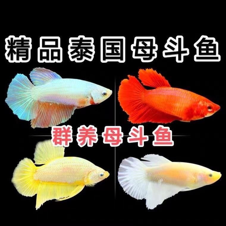 【和盛101-200号】泰国斗鱼抱卵母鱼可群养混养繁殖母鱼糖果母鱼