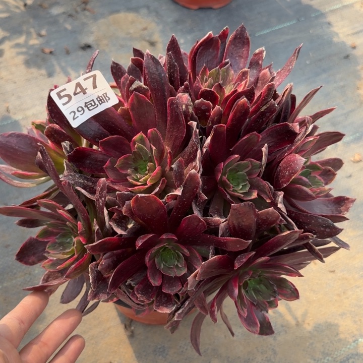 赤霞飞……多肉植物……