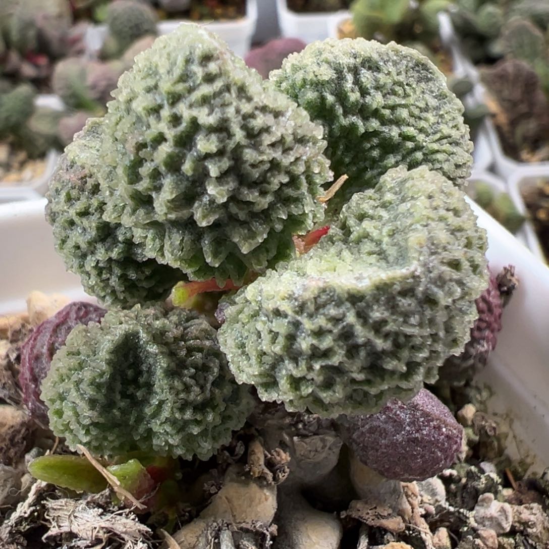 实生023-569可出叶子