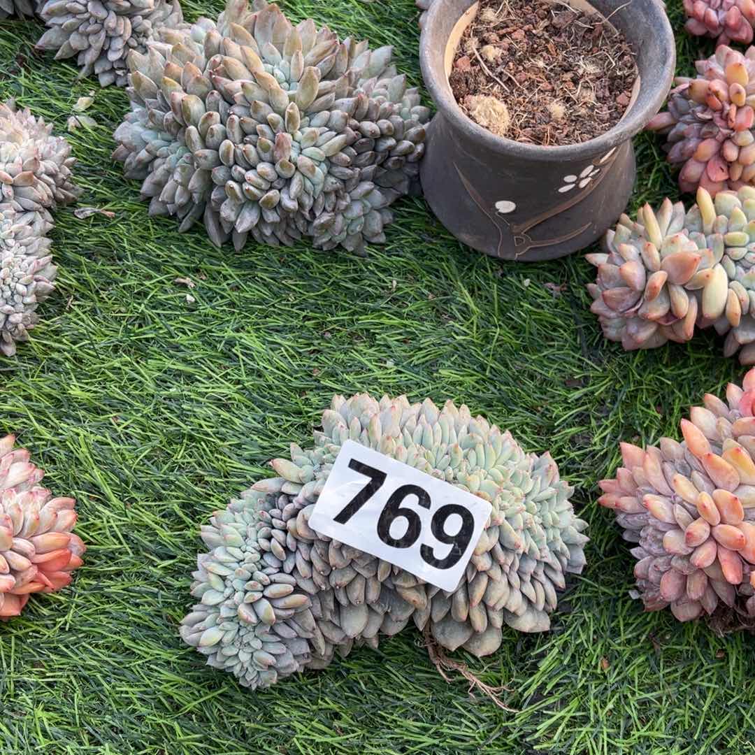 柏****769号1:888889888888878