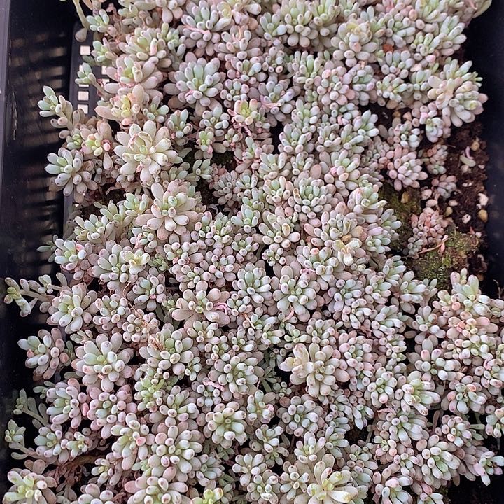 157 多肉植物盆栽花卉植物