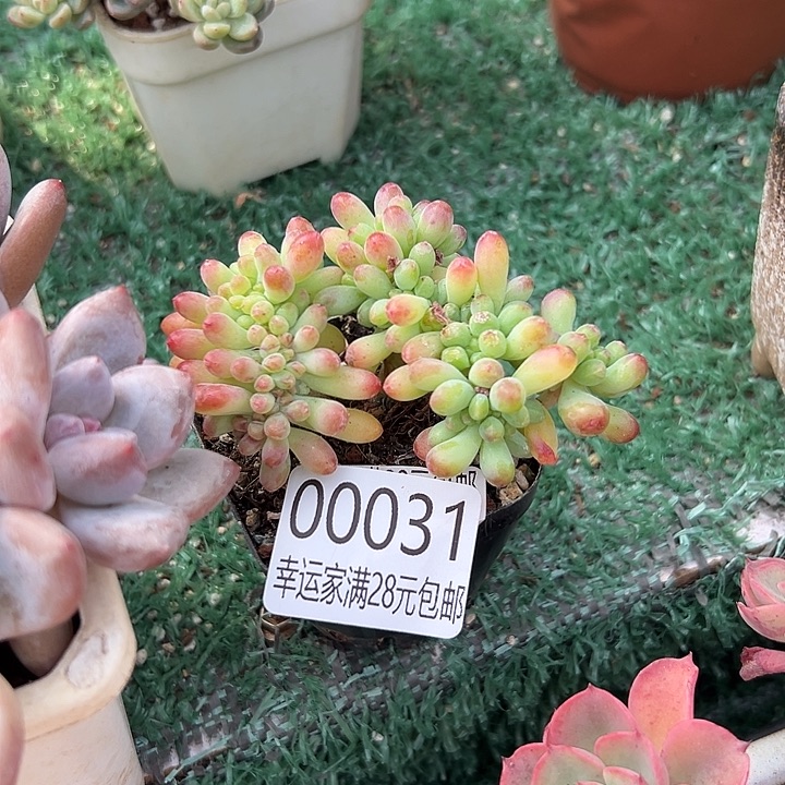 幸运儿是一位幸运
