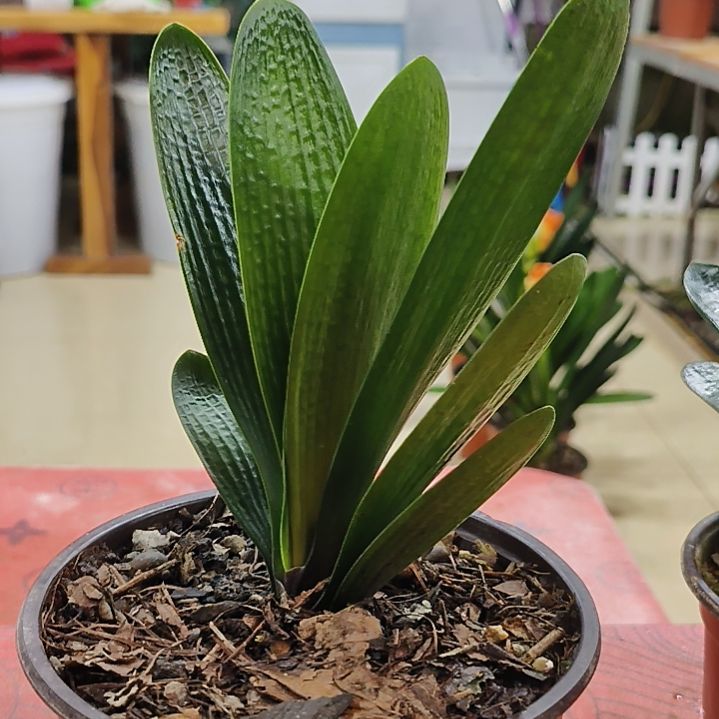 完全开放鑫子兰苑杜杜