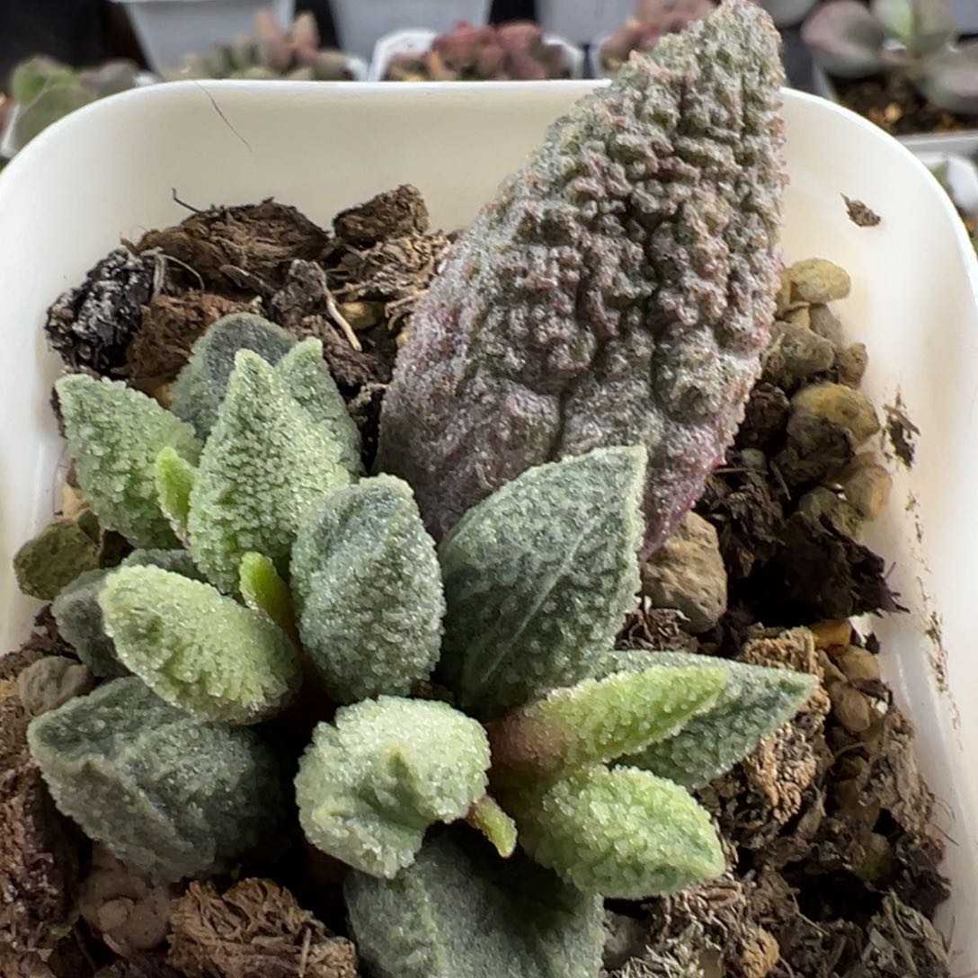 实生新品大苗多肉植物水泡