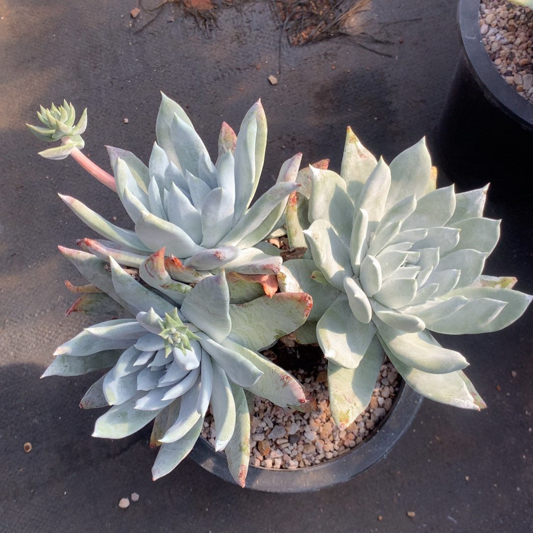 塞丽娜，多肉植物