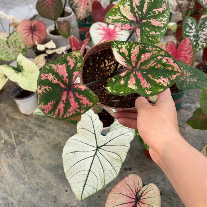 小***人不开花植物A531不包种球大小不包叶损
