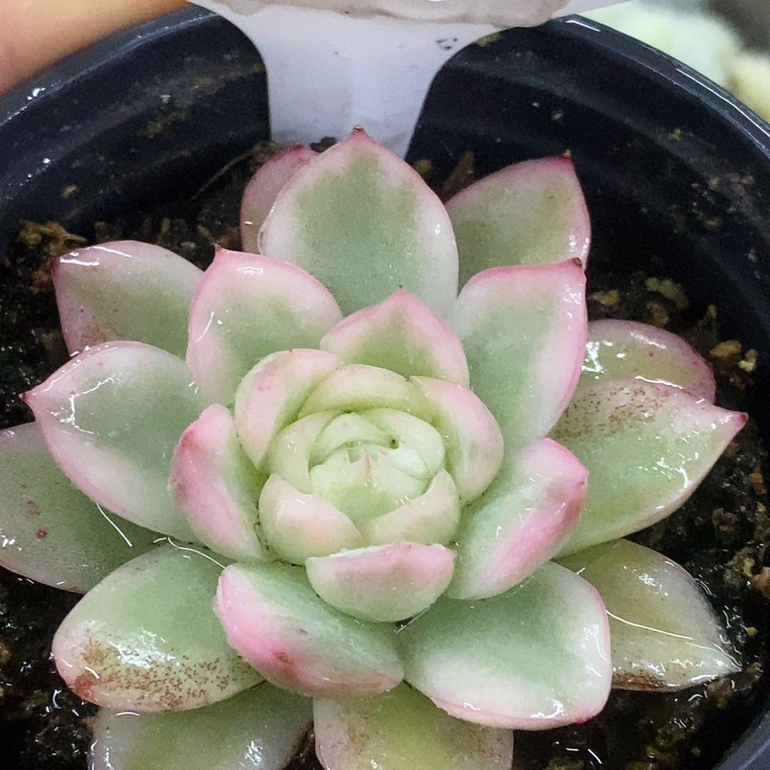 436寒苏特价哈哈哈哈哈哈哈
