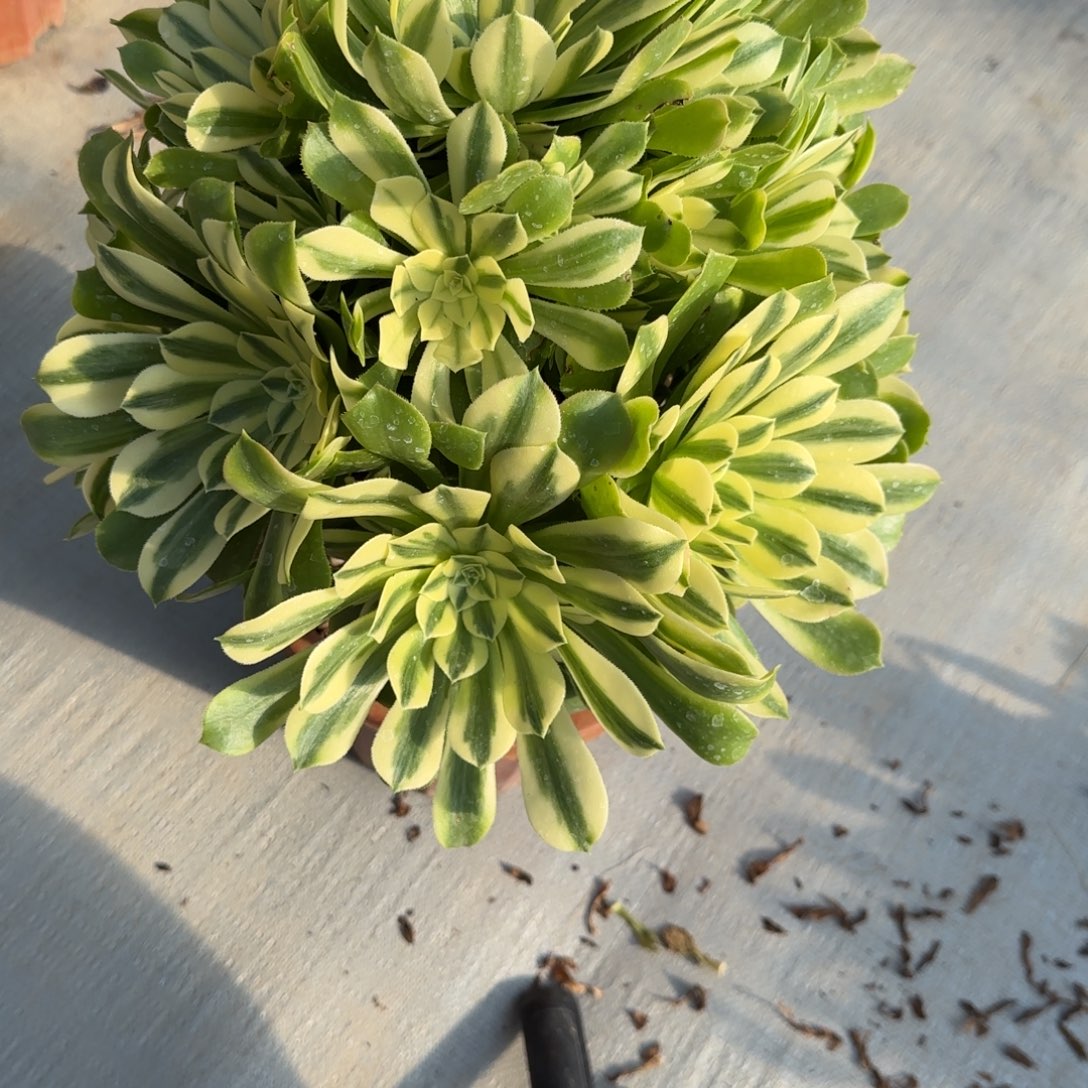 辛尼亚30cm不挑01