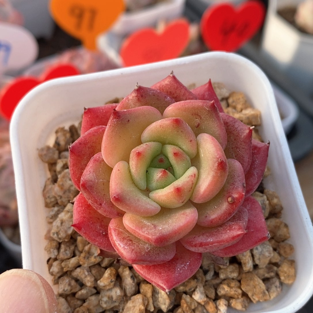精品多肉一物一拍不包整280