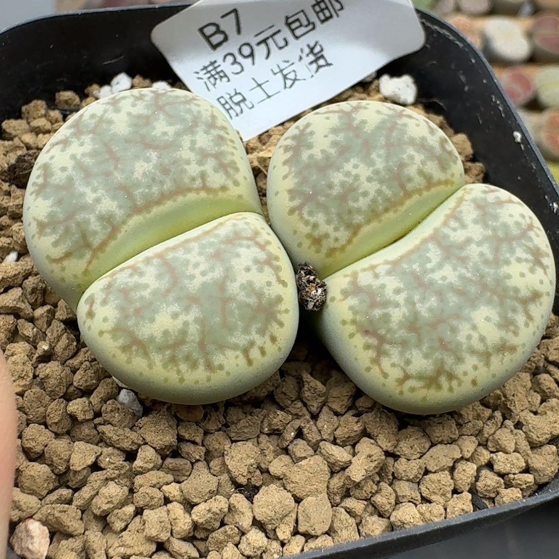 7多肉哈哈哈哈哈哈哈哈哈