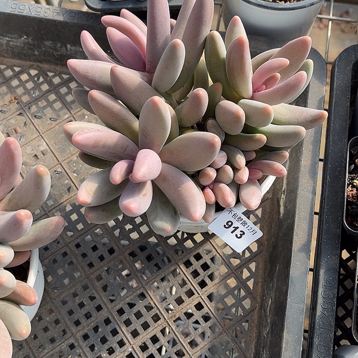 阿雅园艺。     913红手指