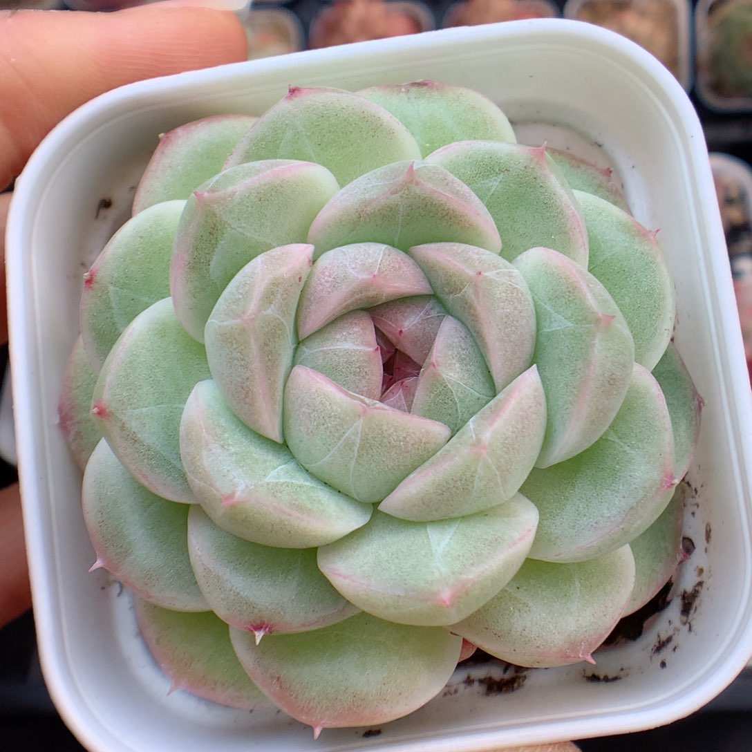 多肉植物。 麦秆13