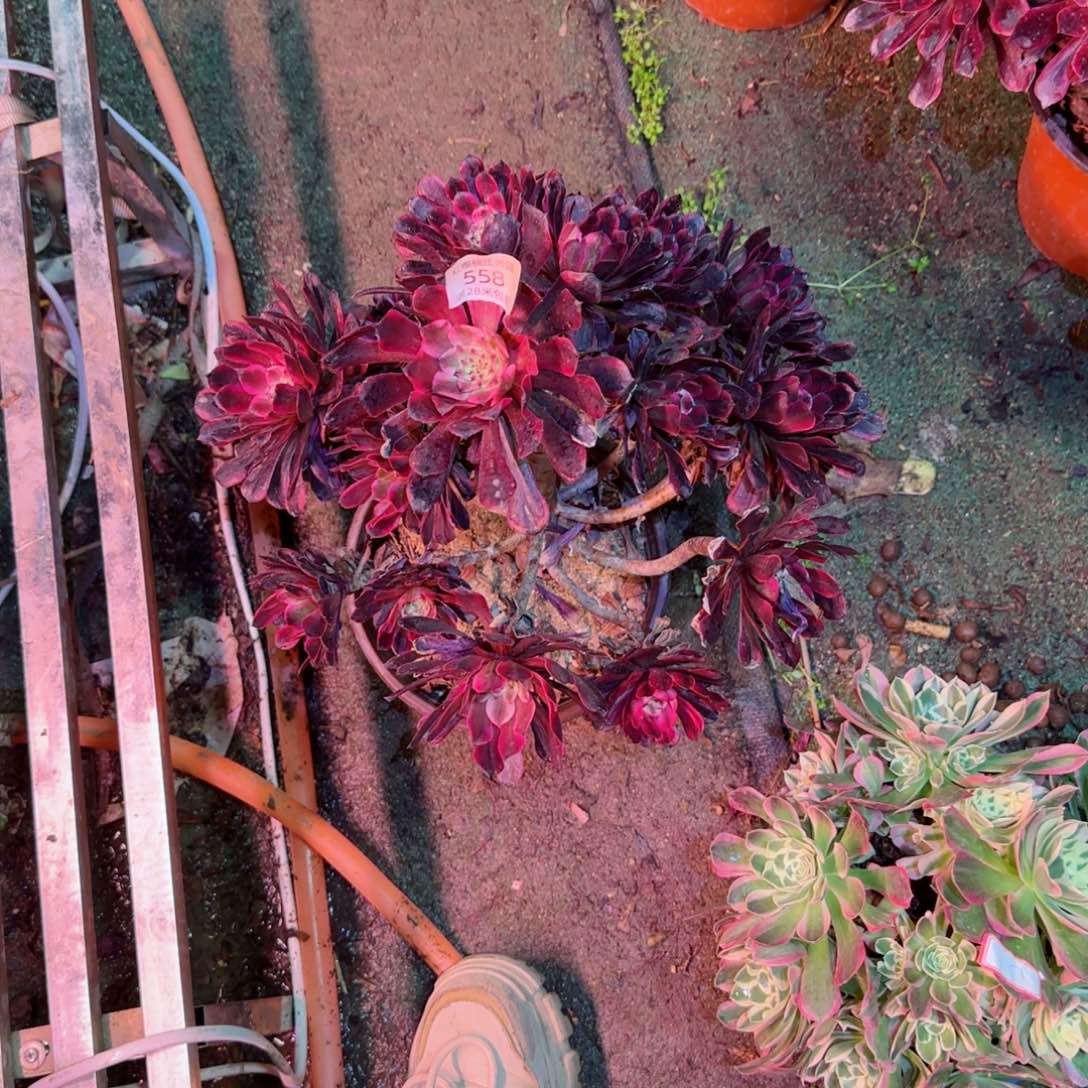 金刚法师多肉558