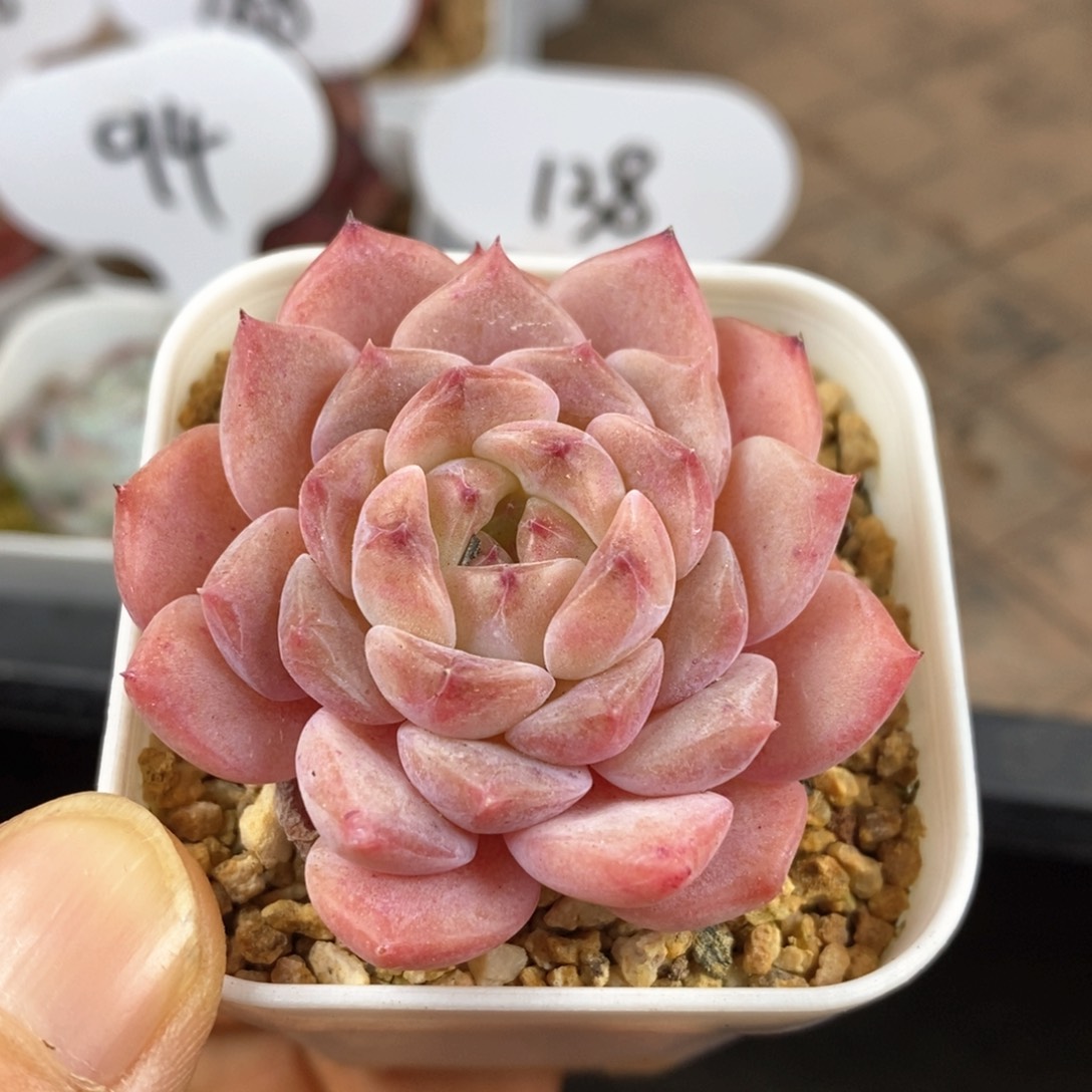 精品多肉一物一拍7