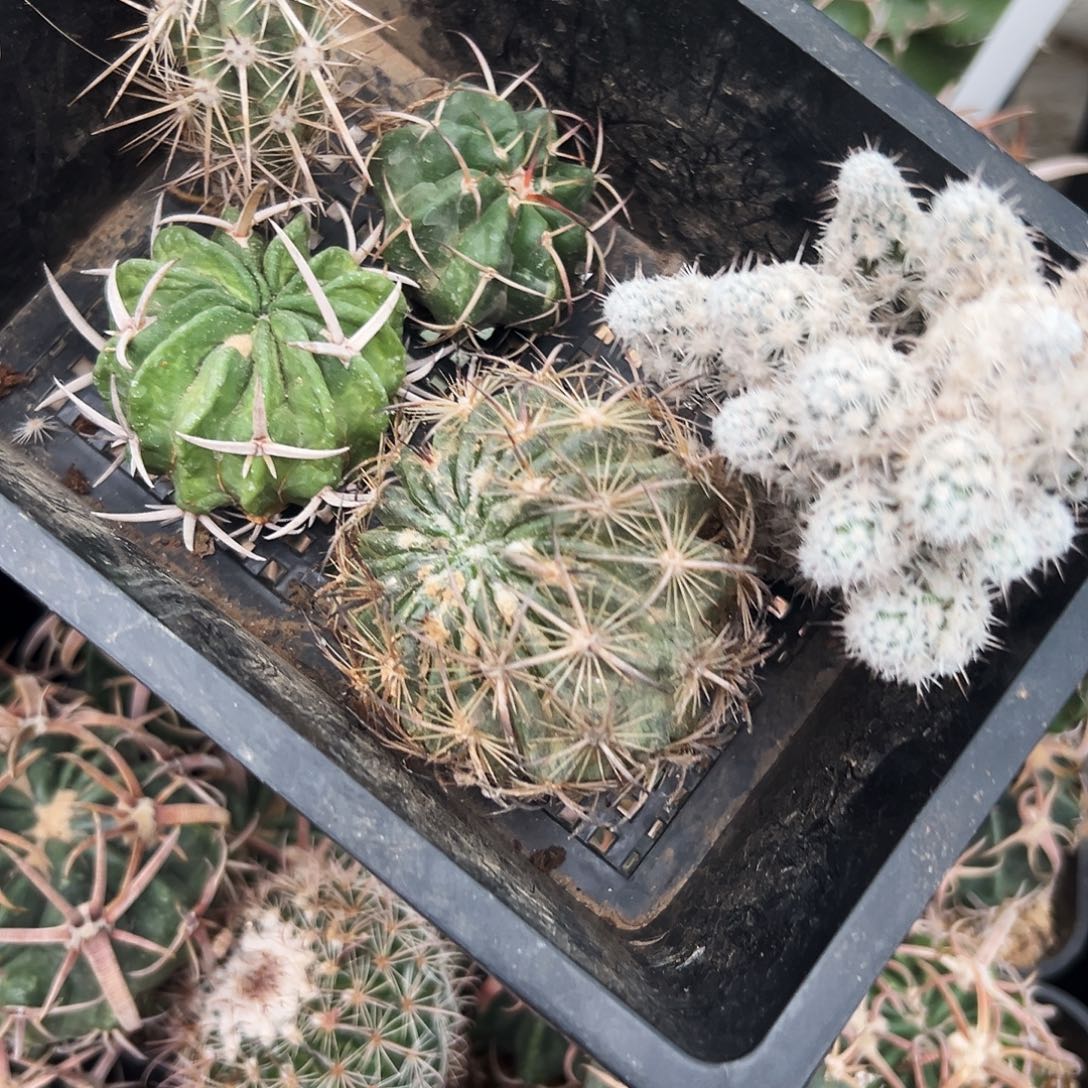 组合仙人球66666666