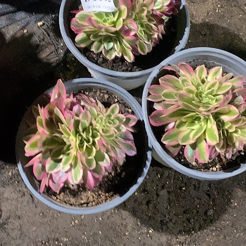 1012女巫多肉缀化量拍