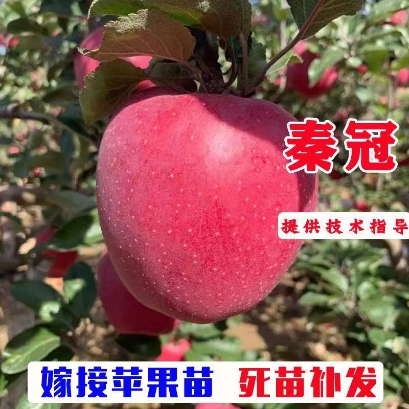 正宗水红秦冠苹果树苗嫁接南方北方种植耐寒晚熟秦冠苹果果树苗