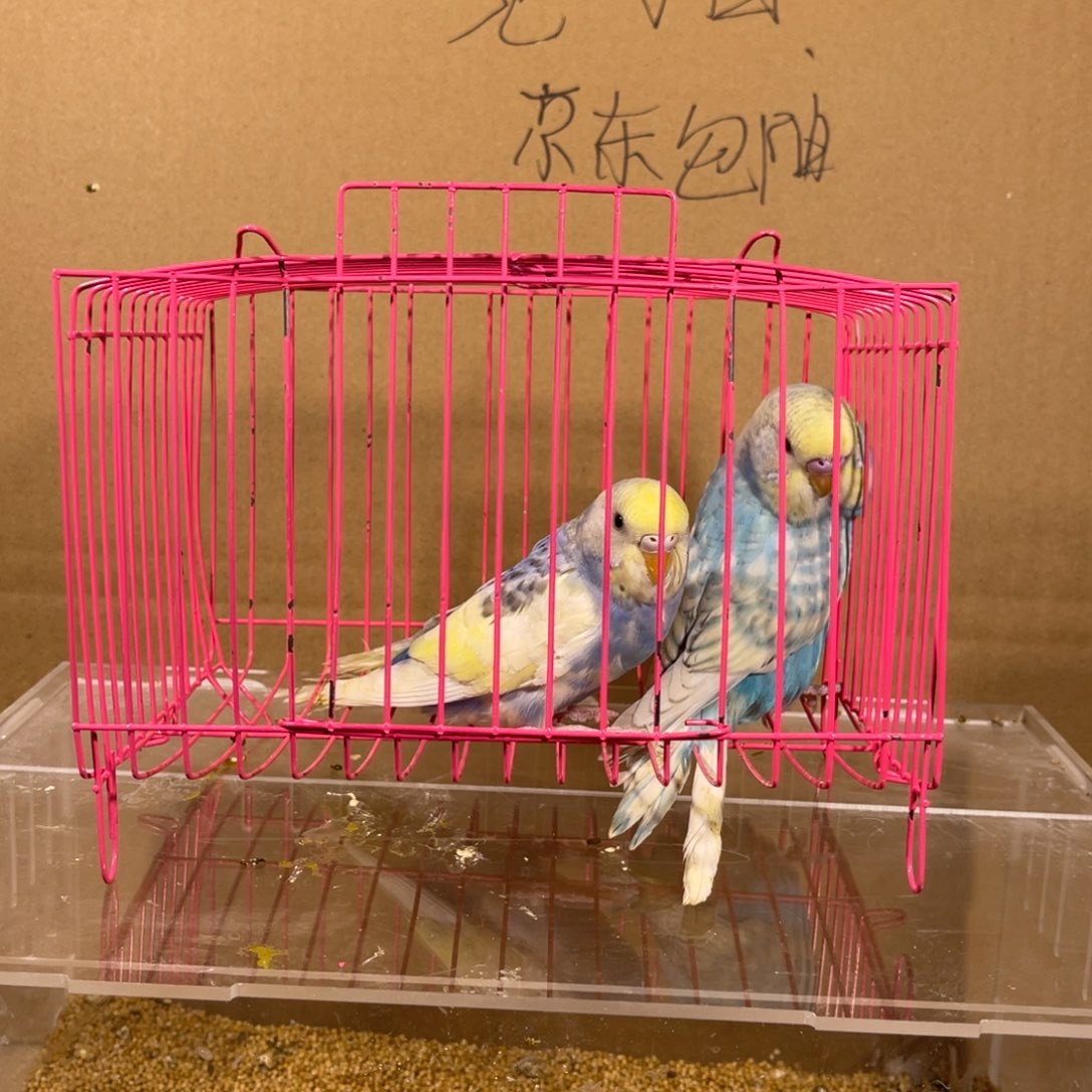 虎皮鹦鹉哈哈哈哈哈哈哈