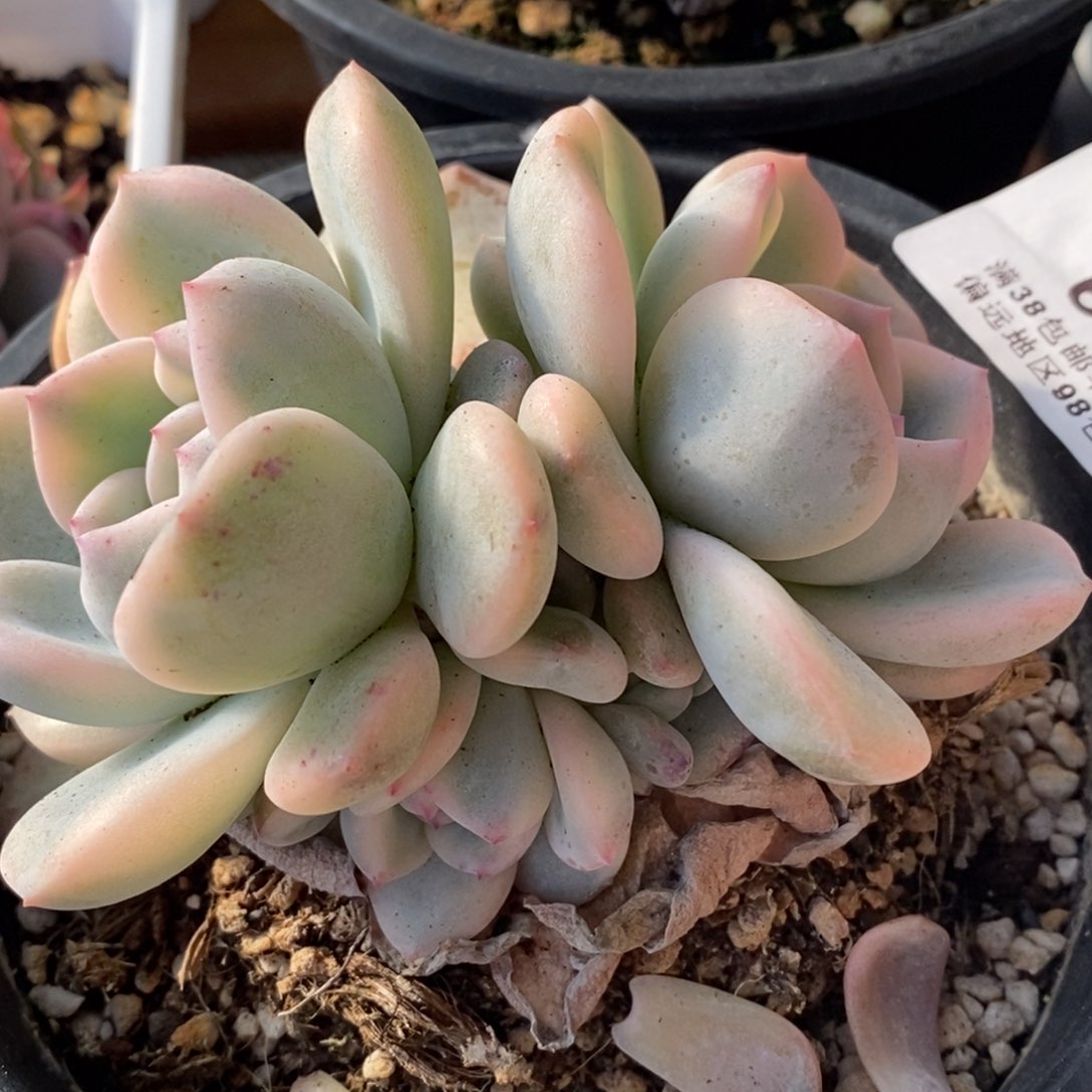 624梦露锦底座三头福伦锦