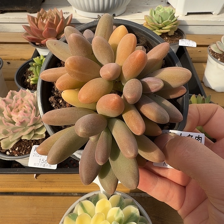 日光灯1111130-150