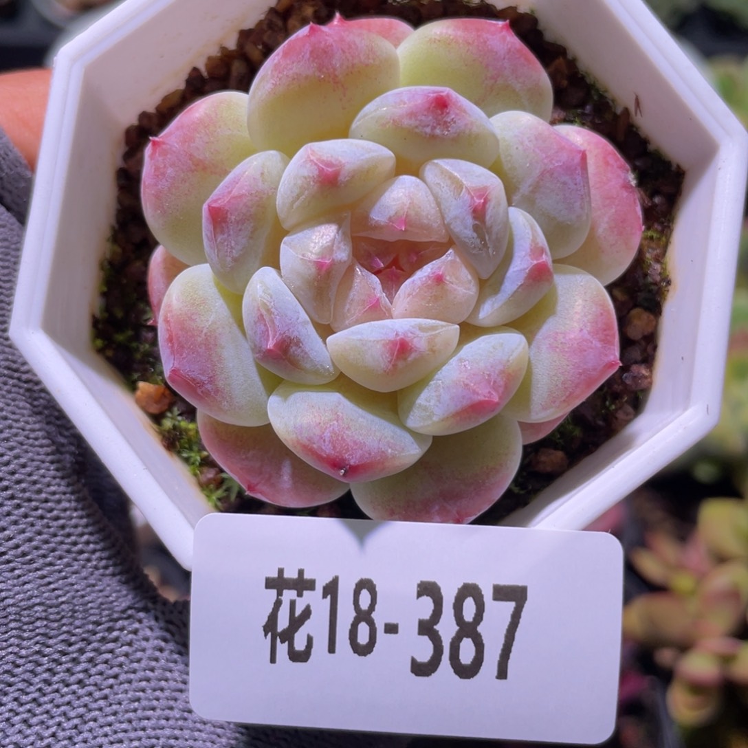 花利美18-387秘境冰魄