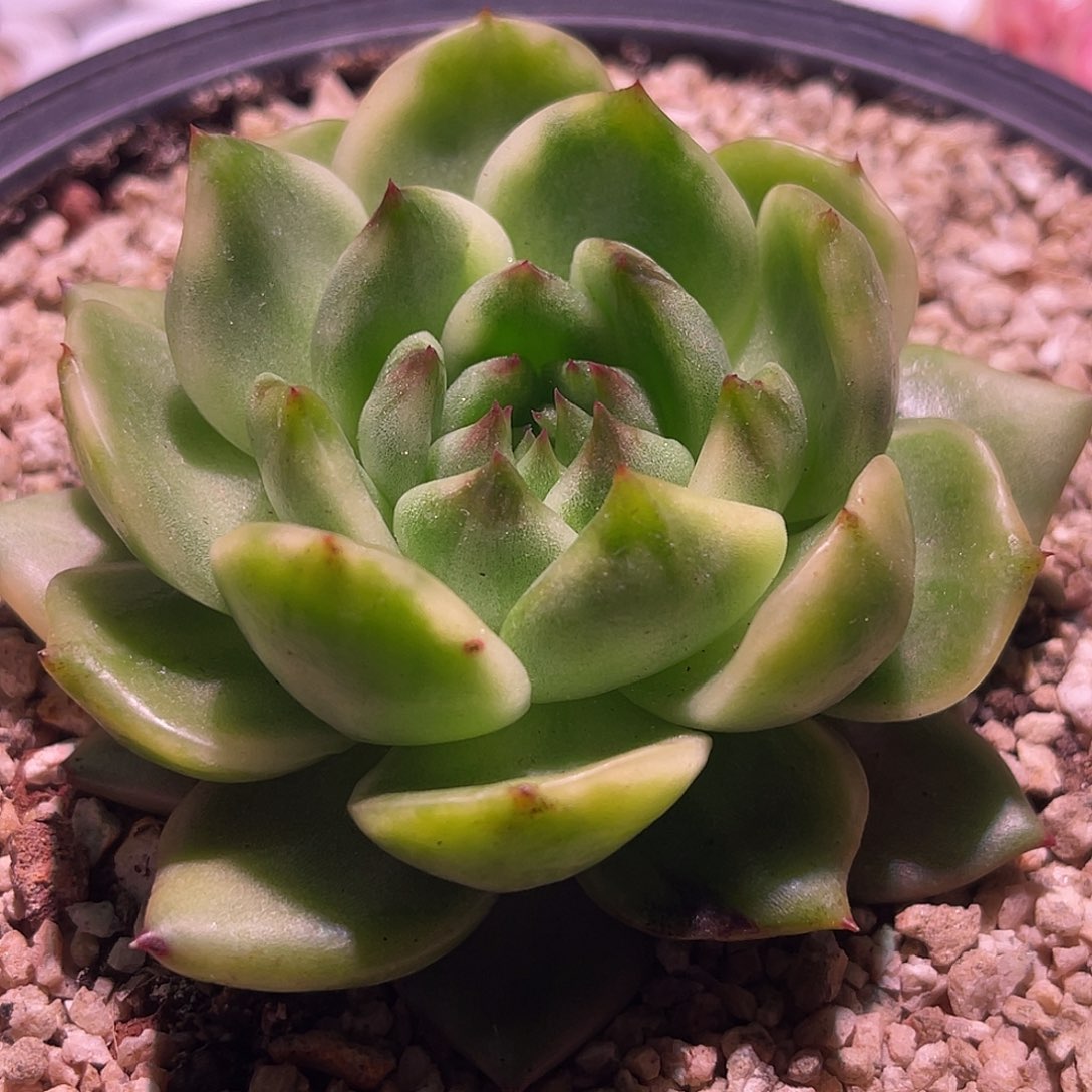 尚品园艺福利东云锦