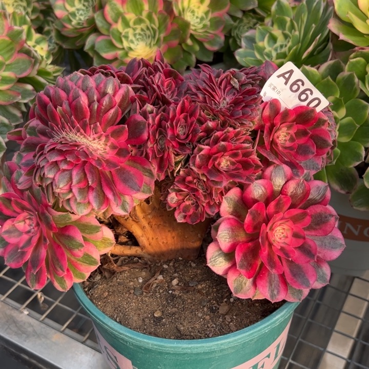 660倾城缀化20厘米左右