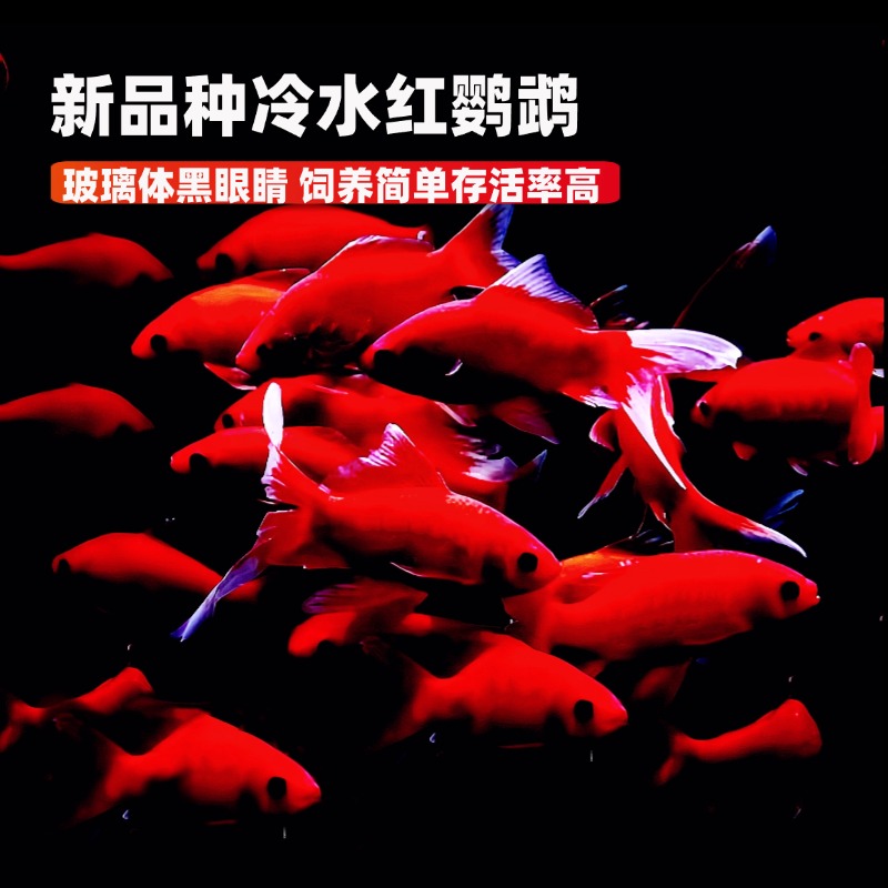 福利耐寒冷水红鹦鹉鱼7-9厘米9条好养耐活的血红冷水鹦鹉鱼