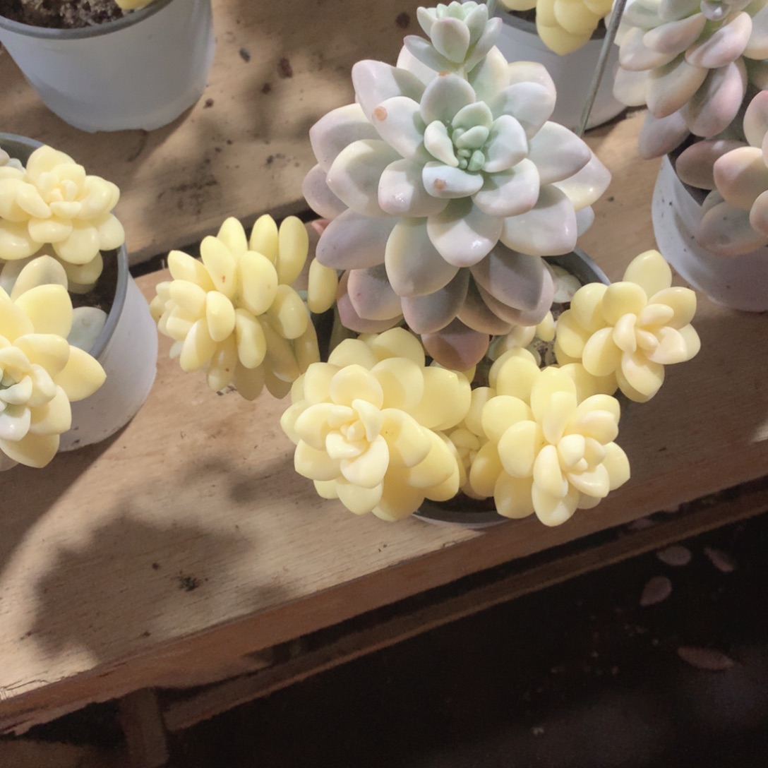 多肉植物洛神锦28