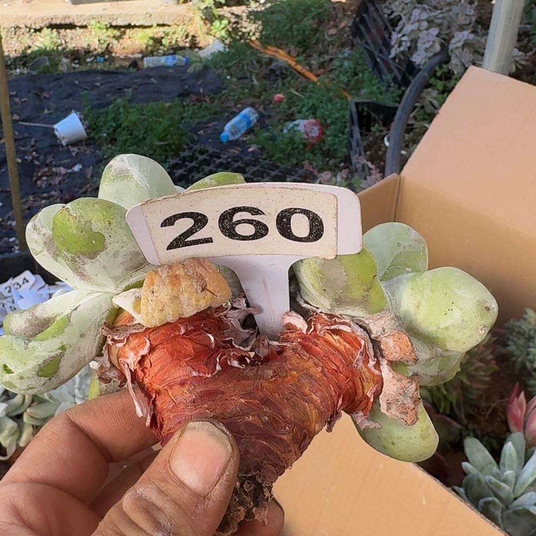 晓***肉260拇指123456789233