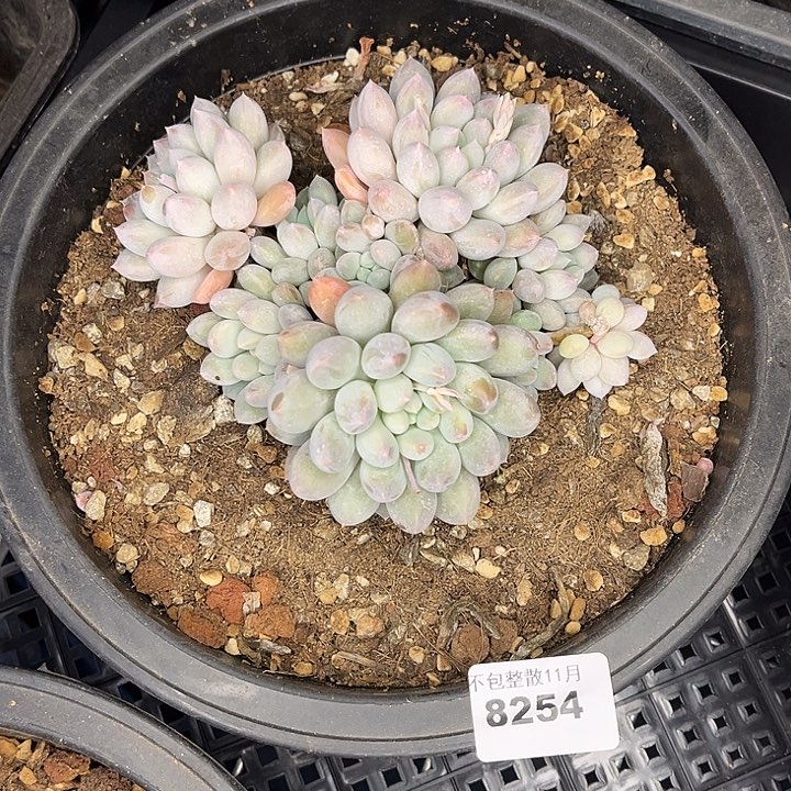 阿雅园艺。          8254奶糖