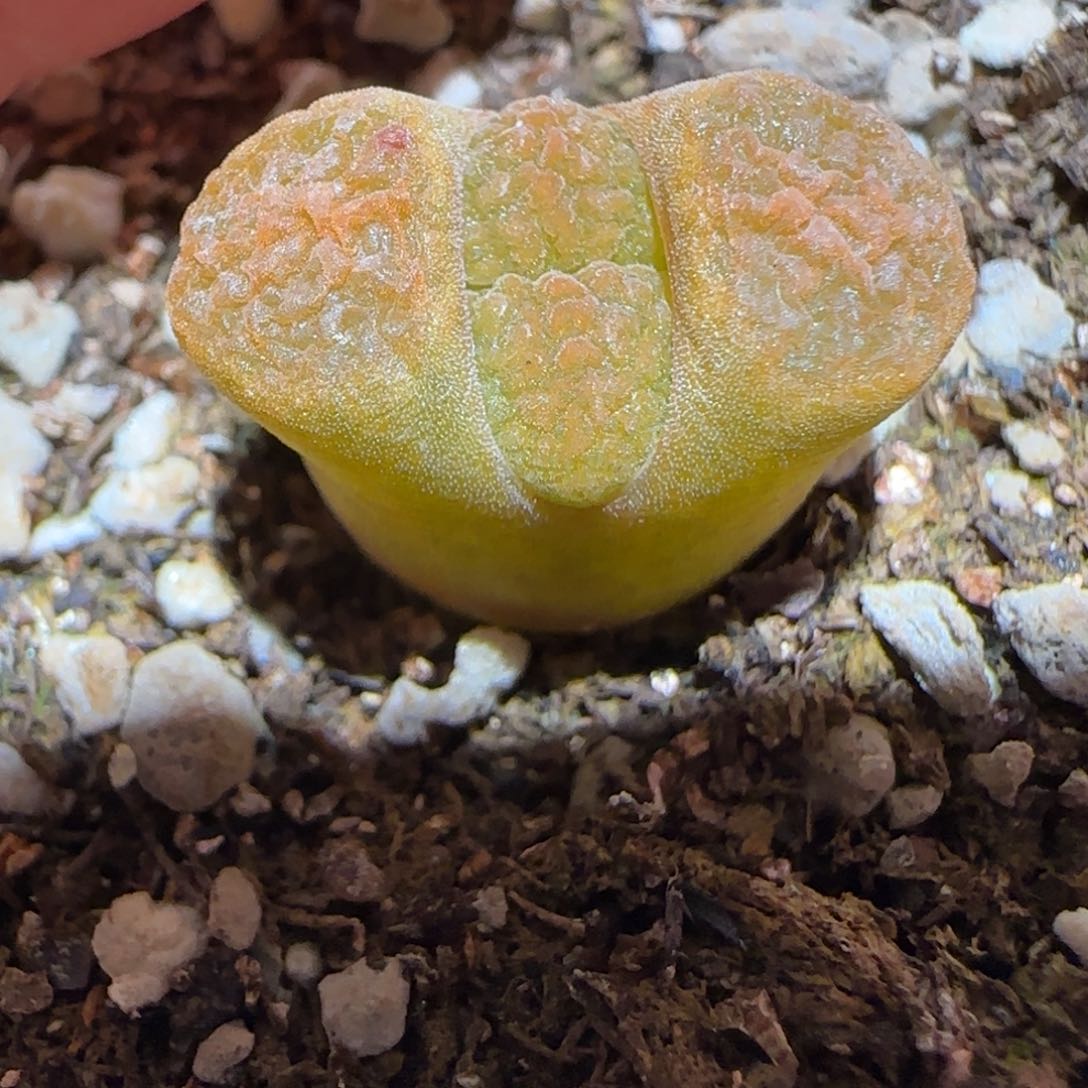 肉锥多肉植物百科-超级蛋糕1508