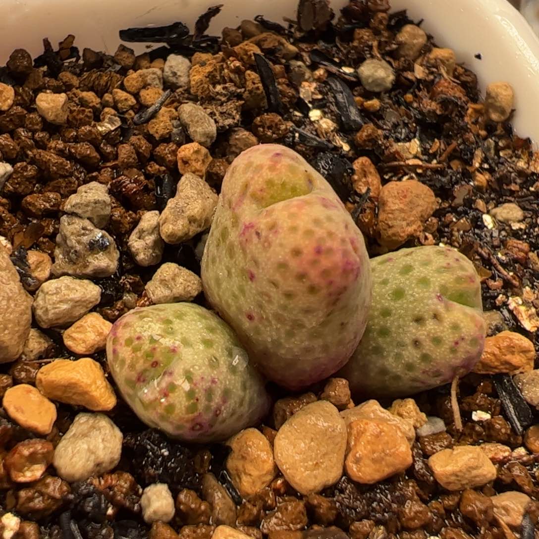 955D斑马多肉植物百科