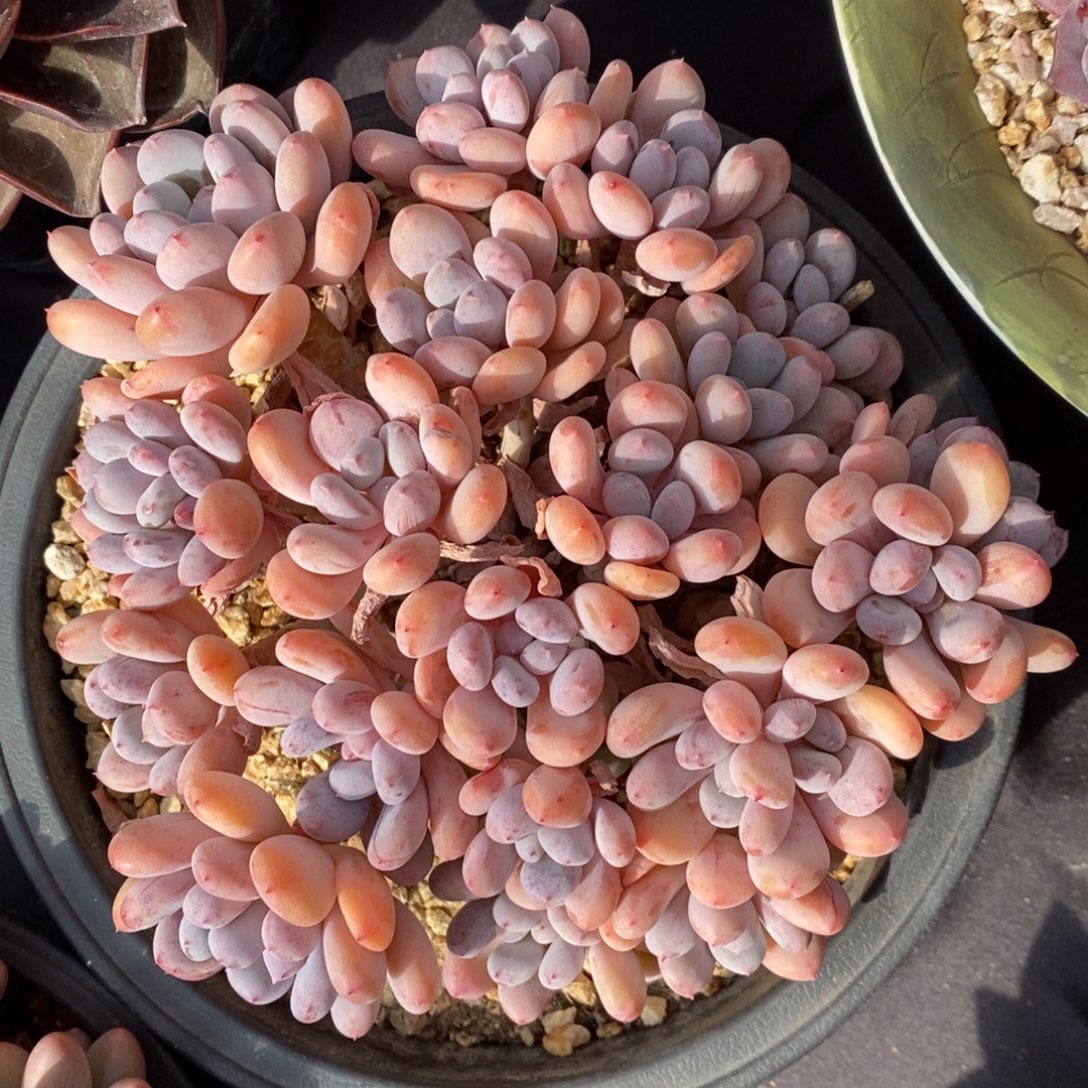 香香雪 一物一拍 