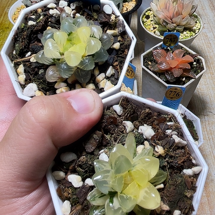 780福利两个一起发货