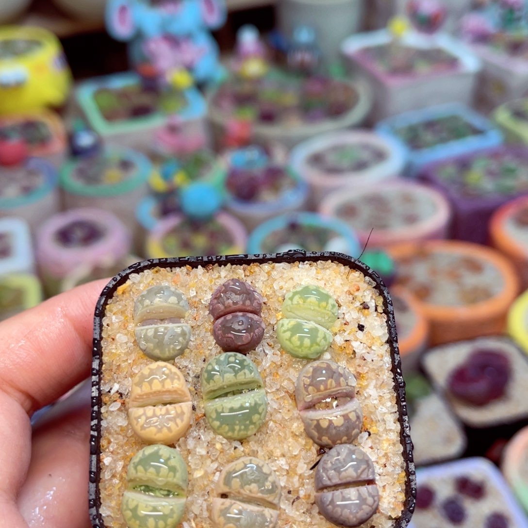 313. 667875897666778