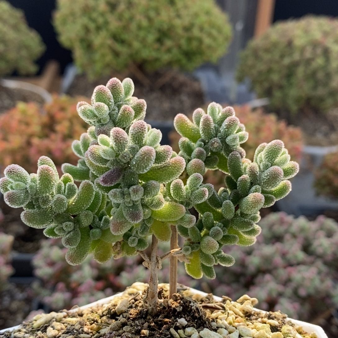 优选冰晶7428枝干番杏