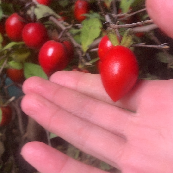 无花朵老鸦的眼睛