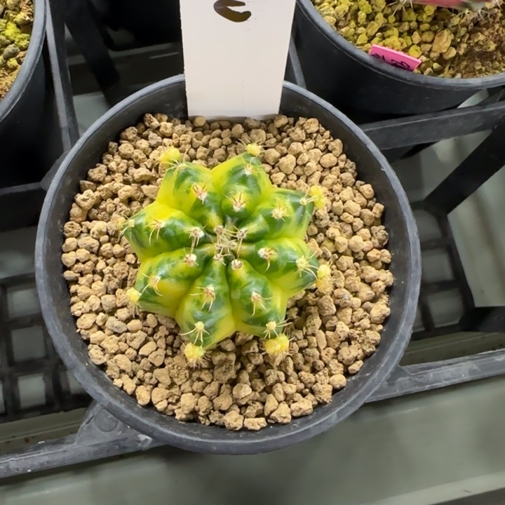 90-0209脱土发绿袖子多肉