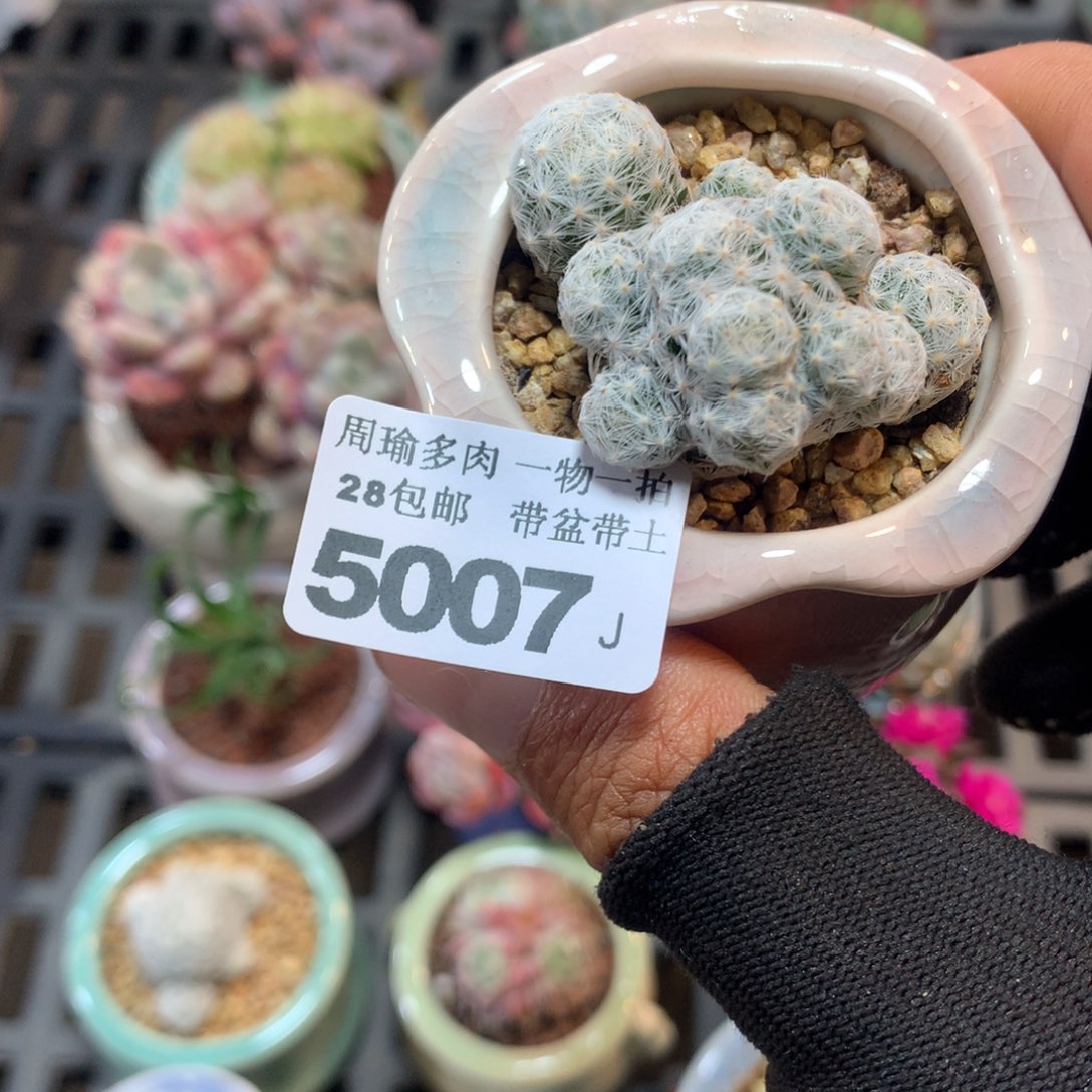 精控多肉植物5007