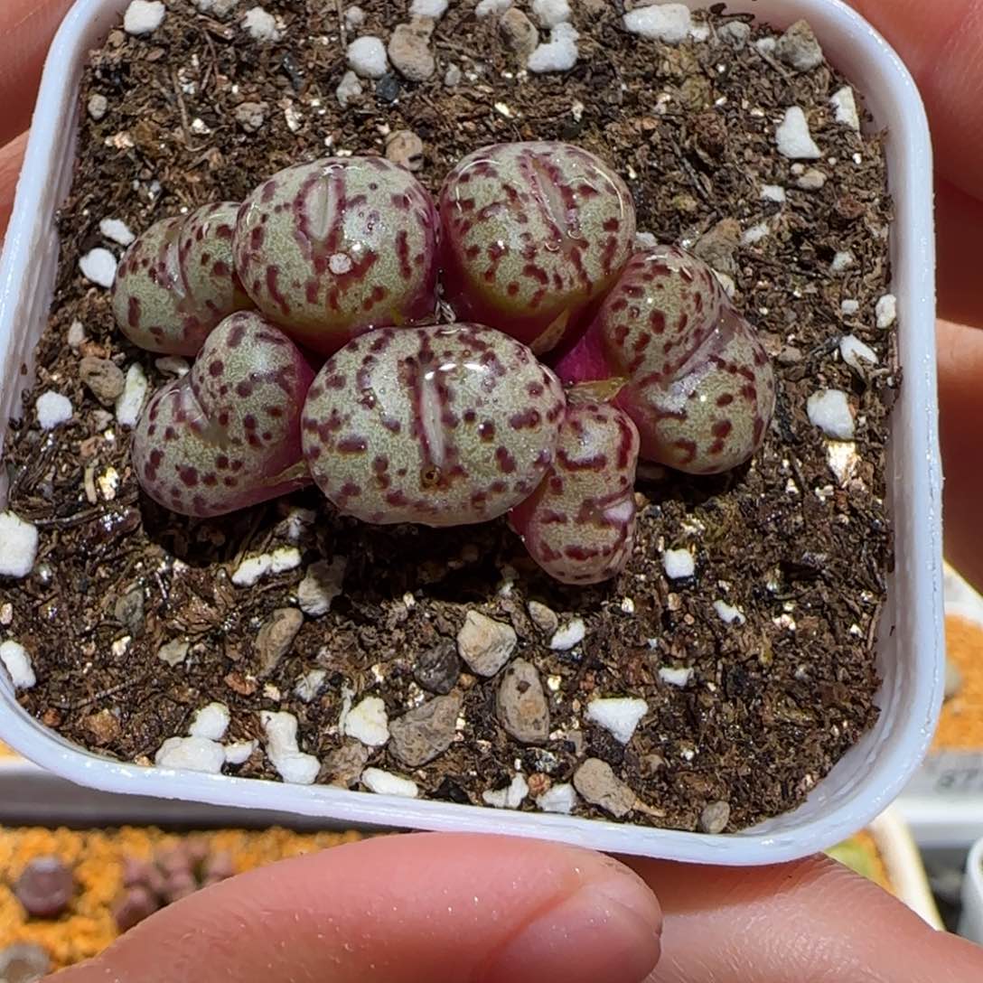 肉锥多肉植物百科-有疤1032