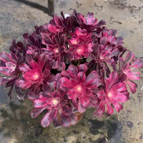 美杜莎多肉植物010