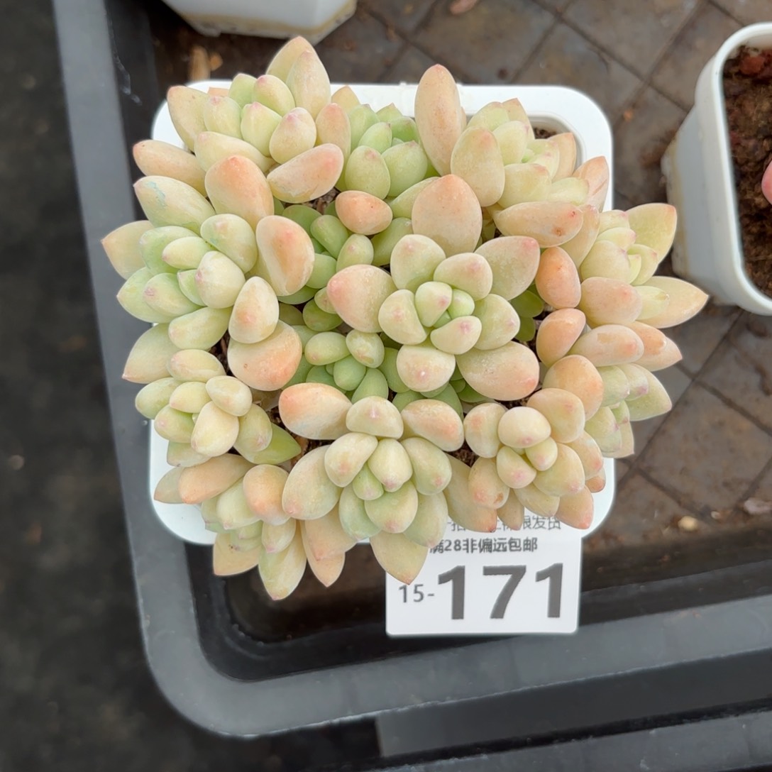 奶酪蛋糕整桩多肉