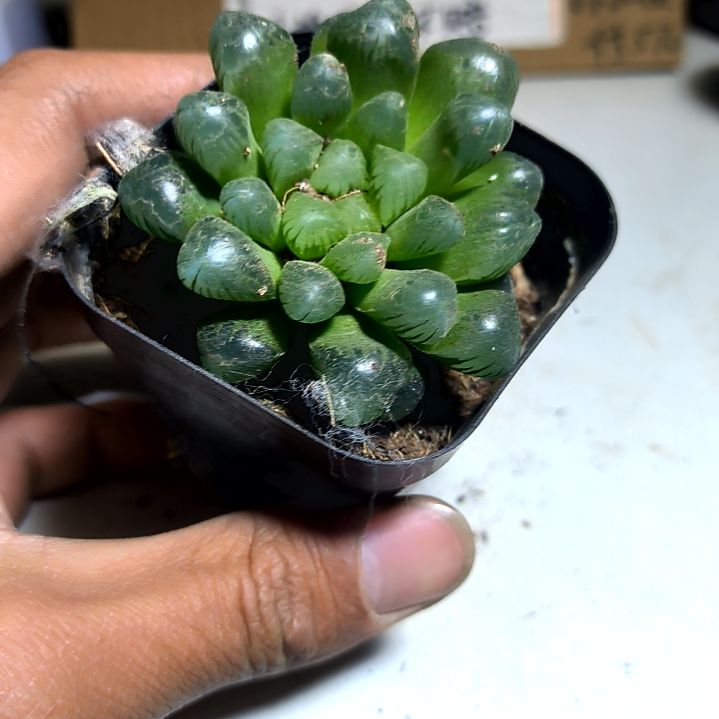 满6元包邮，大冰灯方盆精选