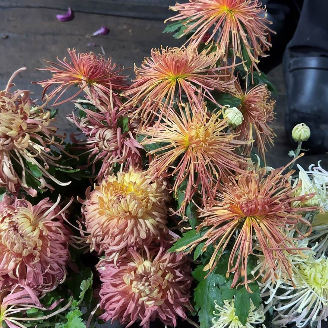 全部花朵A454545454545